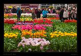 Keukenhof Hollandia 029